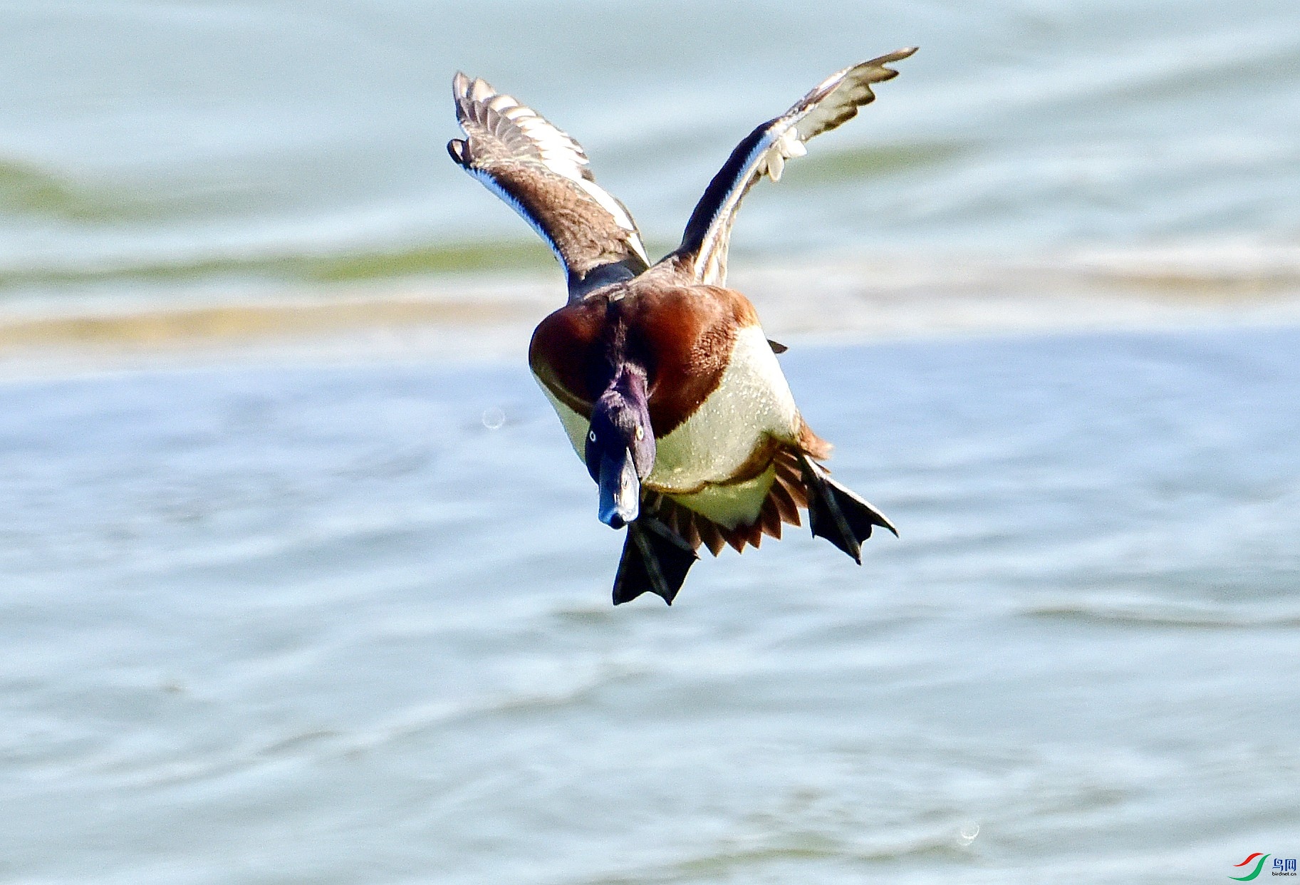 DSC_3238_conew2.jpg