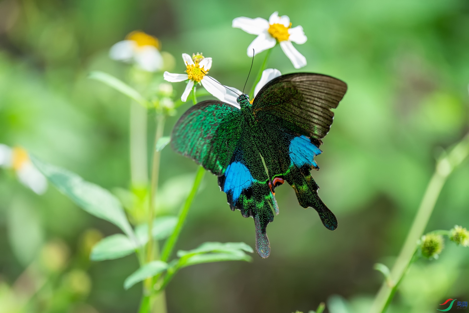 A9D05263a.jpg
