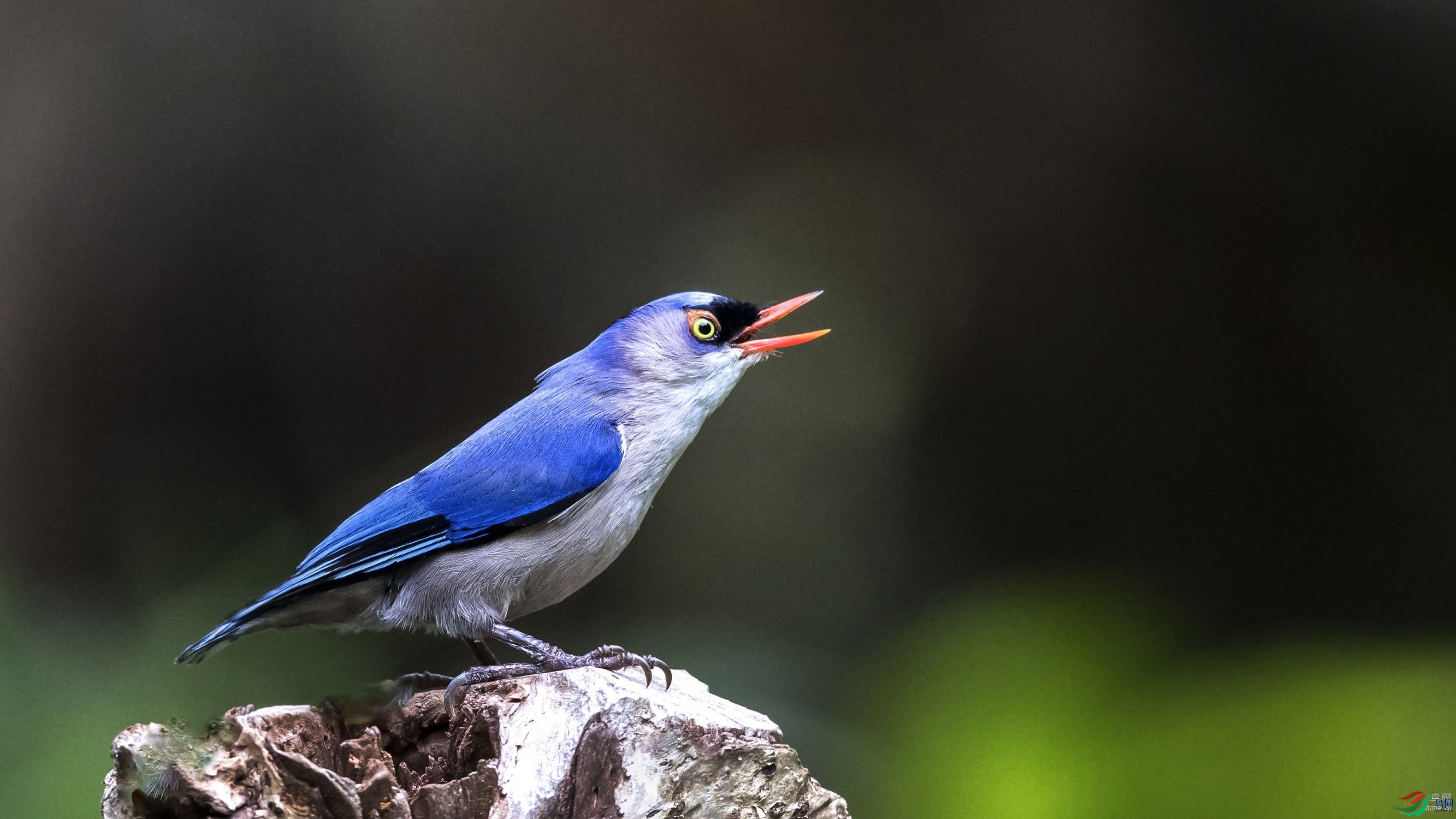 SW�ϱ�  ��ʦ����0.jpg