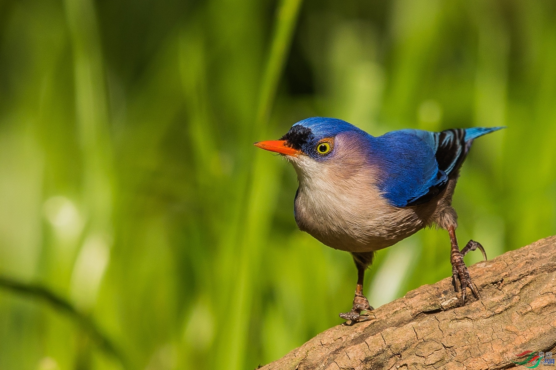 zoru   ��ʦ����0.jpg