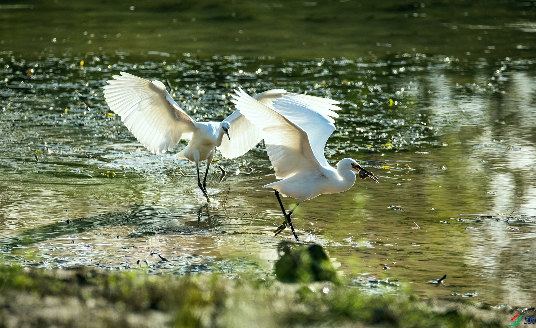 ˫������ (5).jpg