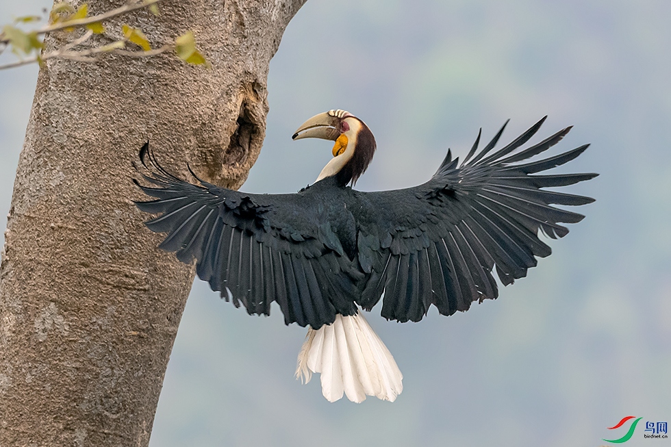 ����Ϭ��