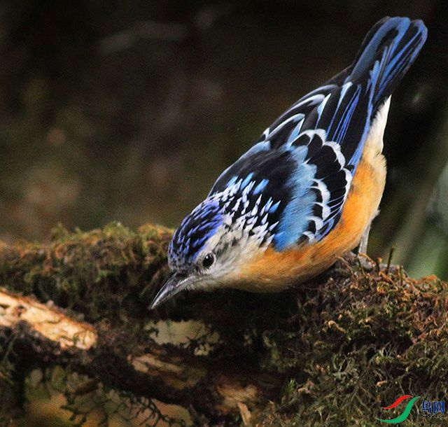 beautiful_nuthatch_bompu_camp_eaglenest_wls_arunachal_pradesh_23.03.jpg