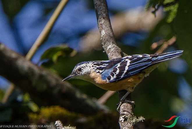 beautiful_nuthatch_copy1.jpg
