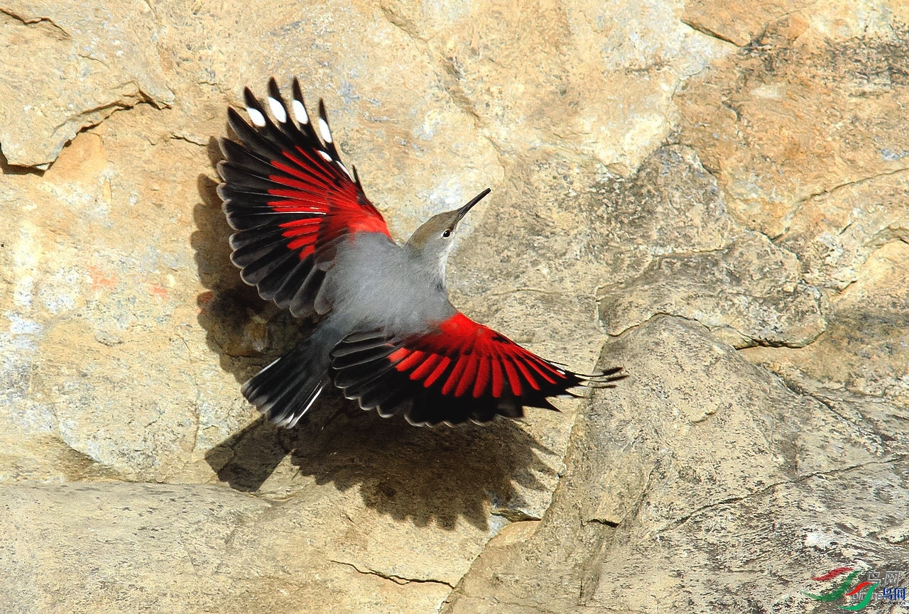 �޵���  ��ʦ�����ڱ����з�ɽ��.jpg