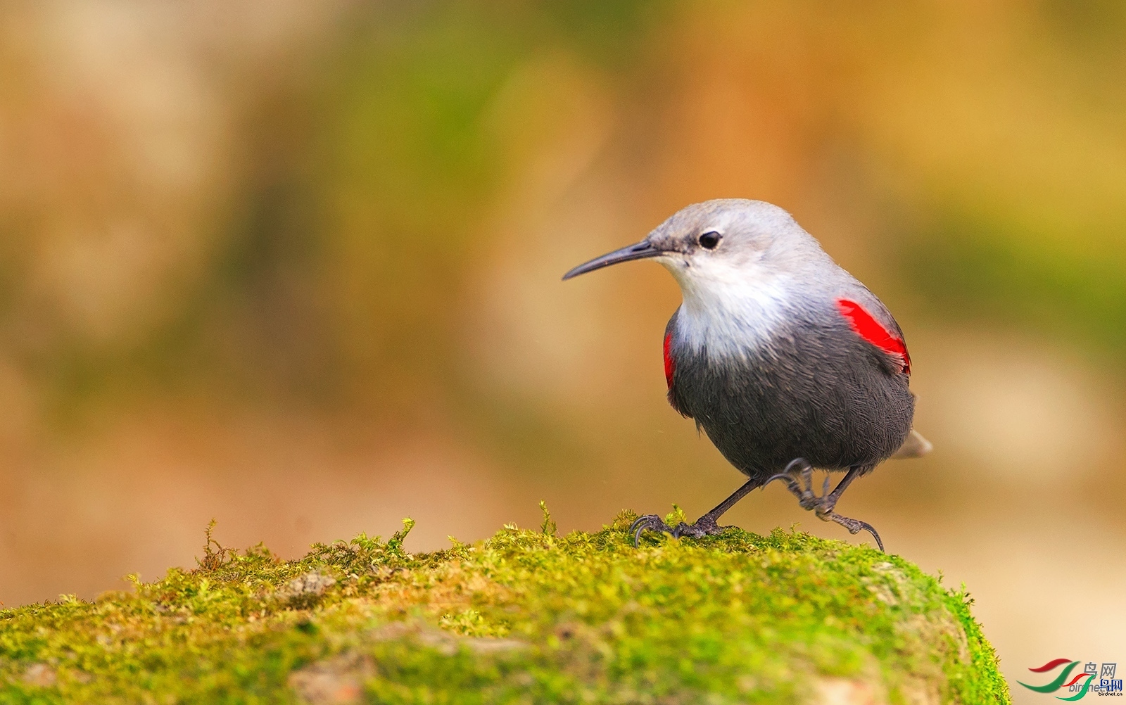 ����һֻ��  ��ʦ����.jpg