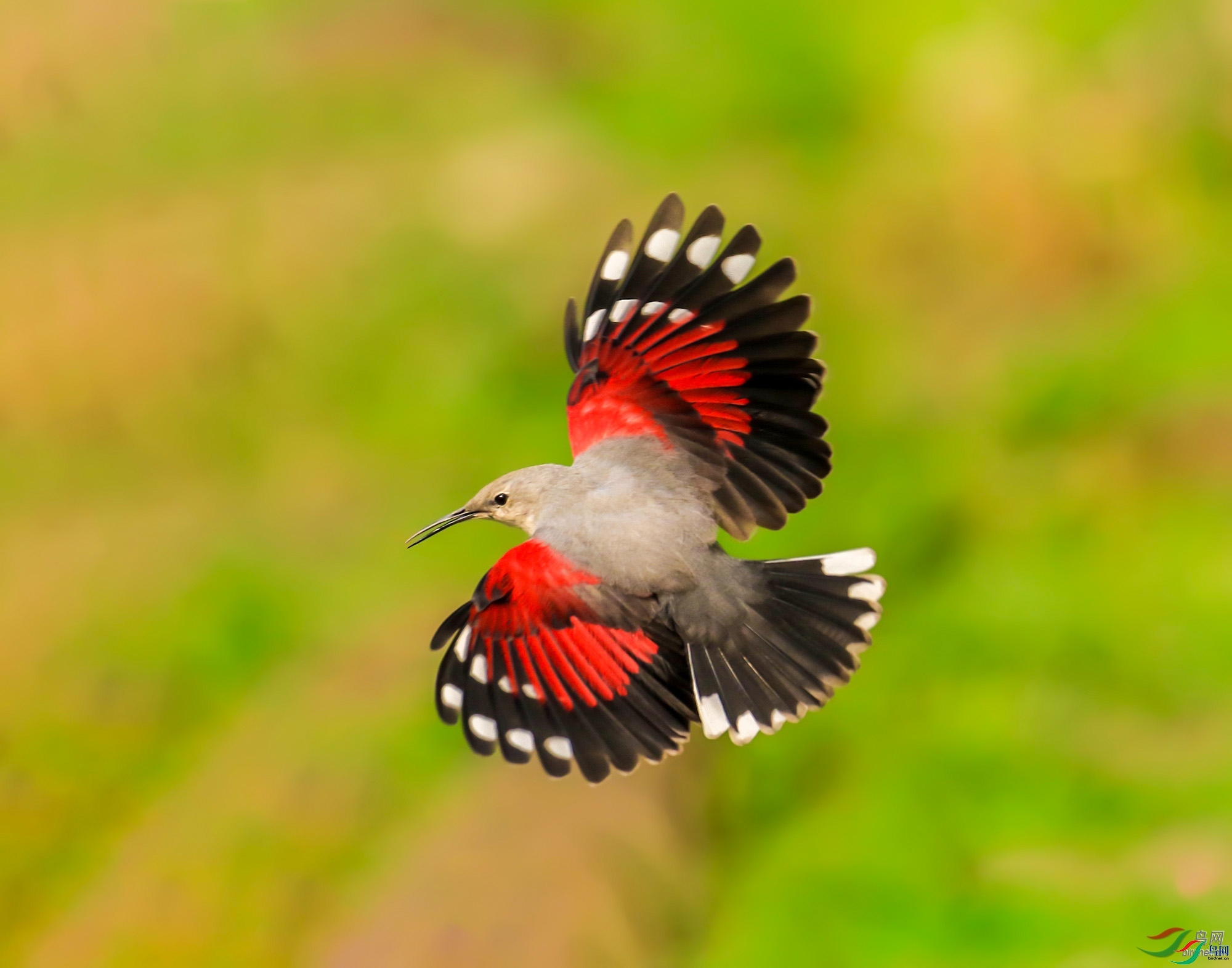 ��ɽ--ѩ��  ��ʦ�������Ĵ�ʡ��ɽ��.jpg