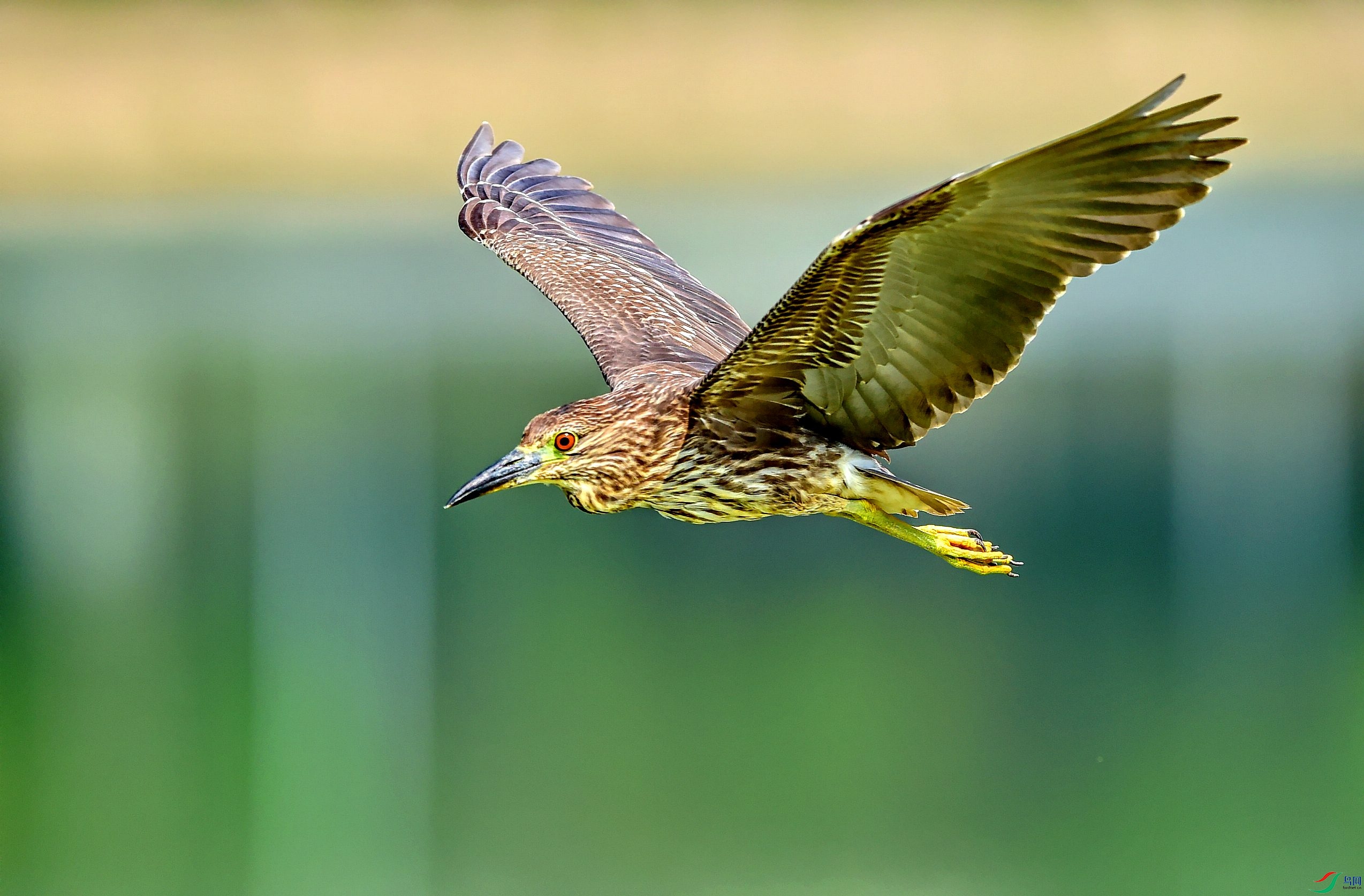 DSC_1182_conew3.jpg