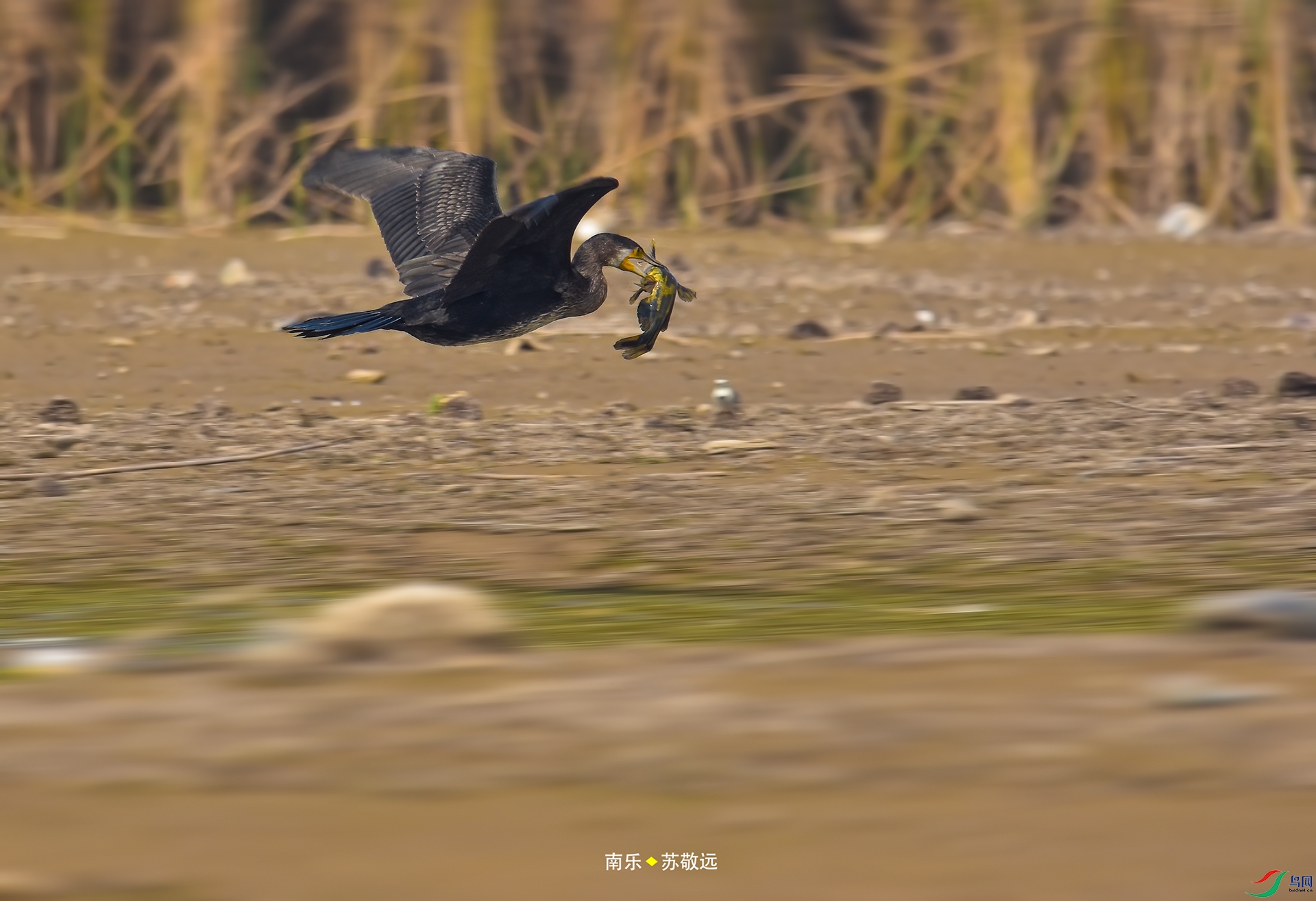 _DSC8615С.jpg