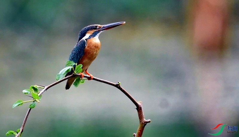 DSC_8353_PerfectlyClear_dh.jpg