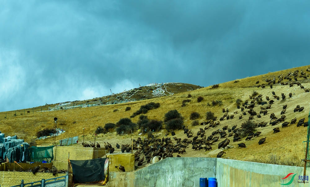 ɫ������̨