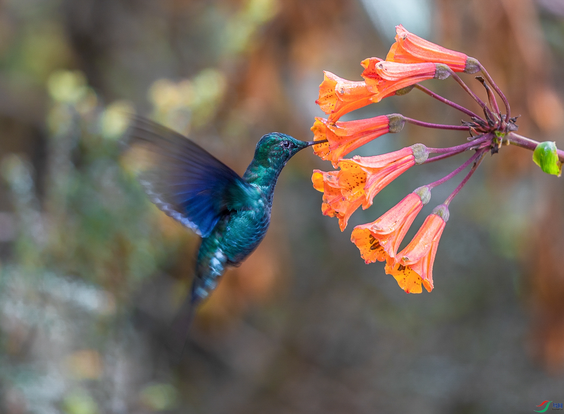 花鸟图——蓝翅大蜂鸟
