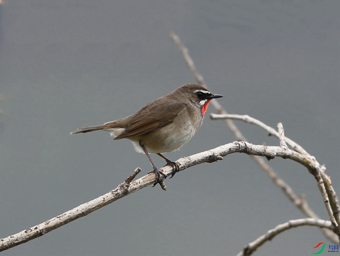 ������ - ����.jpg