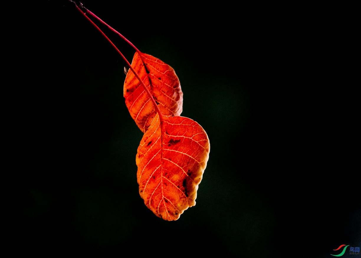 1101��Ҷ.jpg