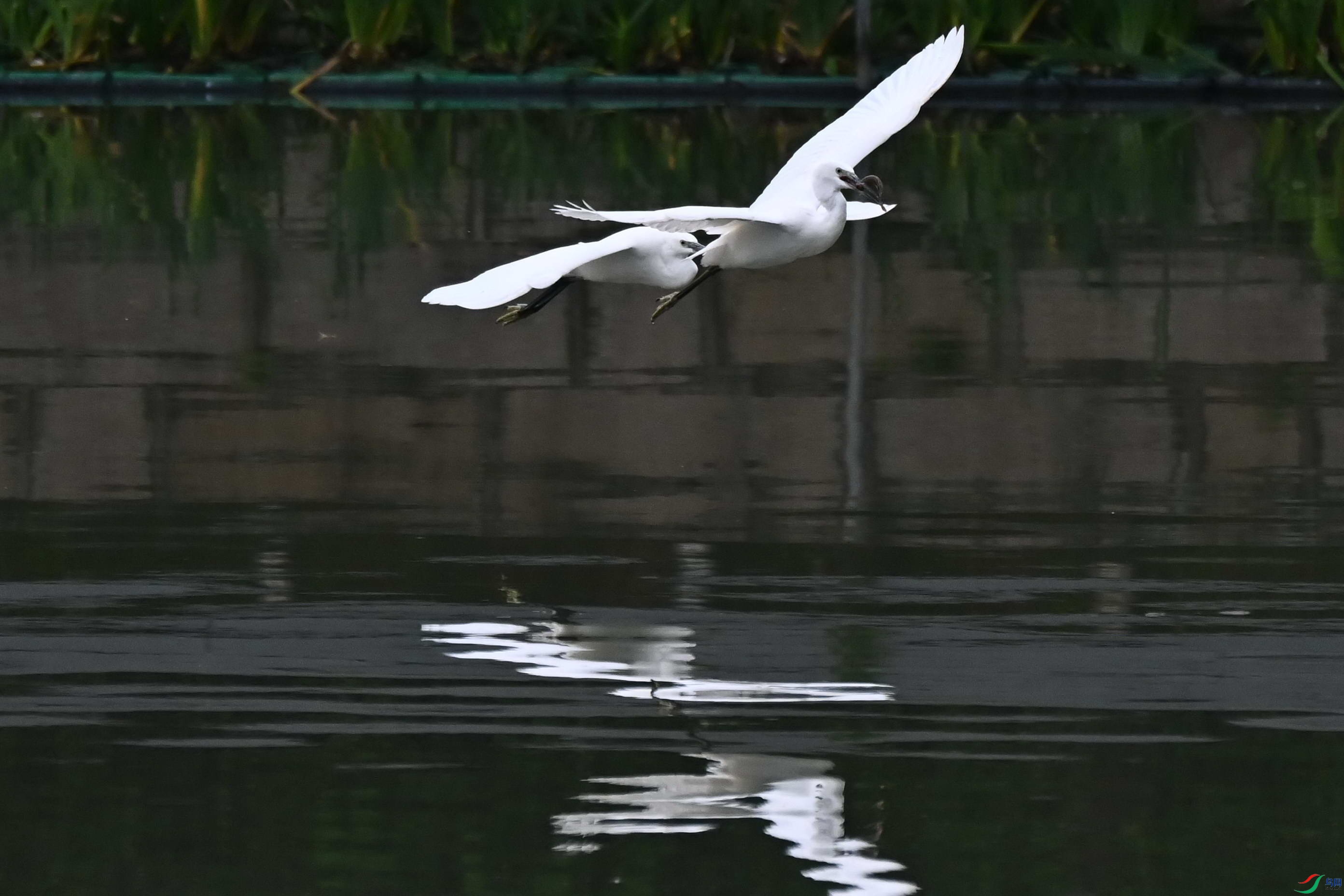 DSC_1724c.jpg