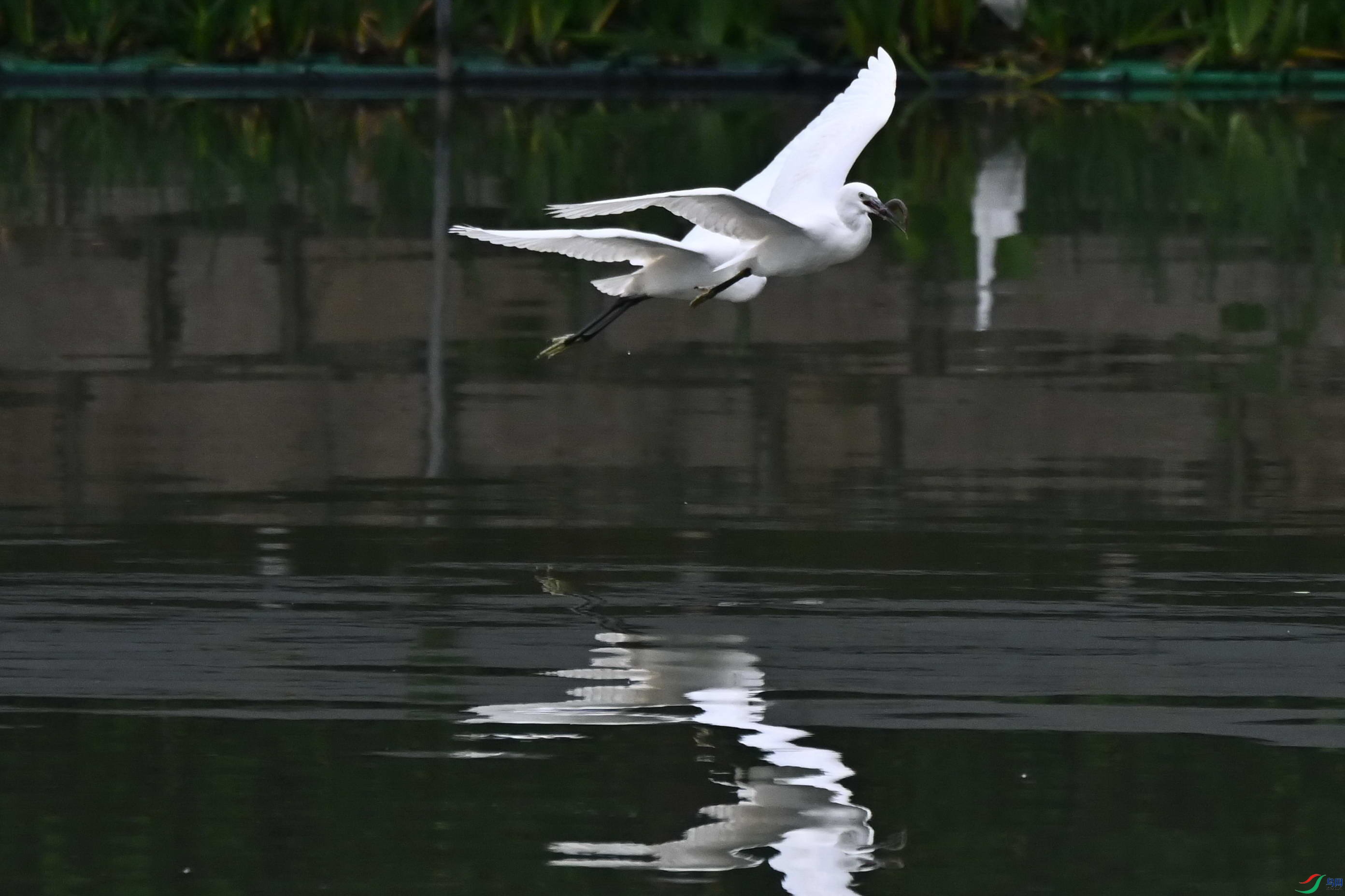 DSC_1725c.jpg