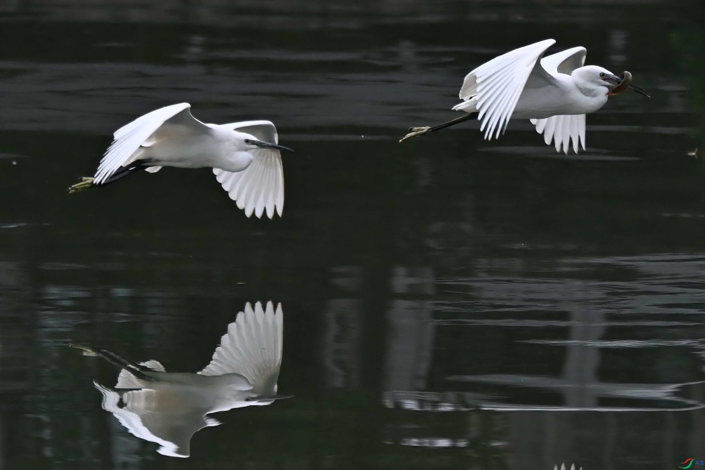 DSC_1737c.jpg
