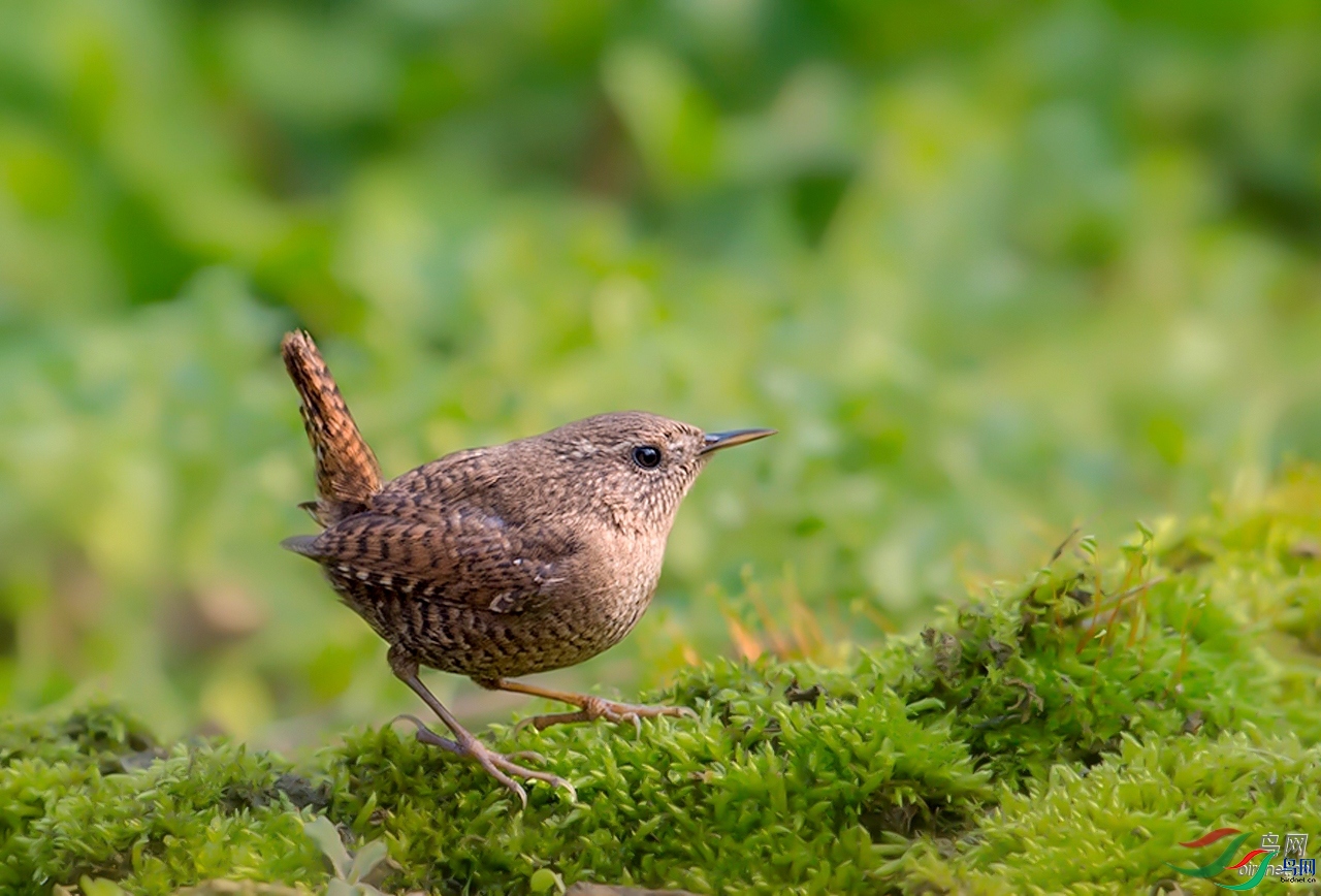 ����CHANGXIANG  ��ʦ�������Ϻ��б�ɽ��.jpg