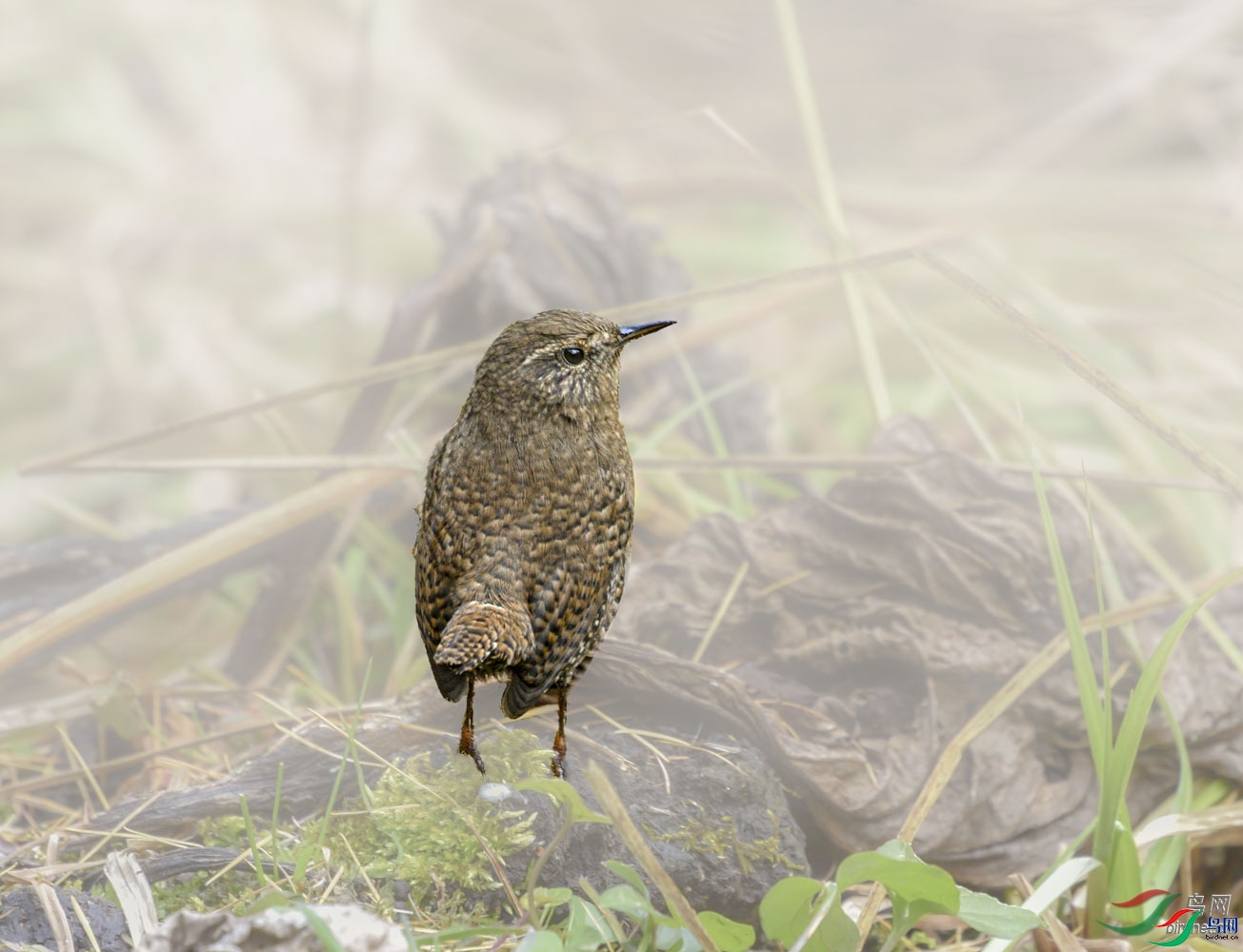 ����   ��ʦ�������Ĵ�ʡ���Ӳ���Ǽ�������ݺ�ˮ��.jpg