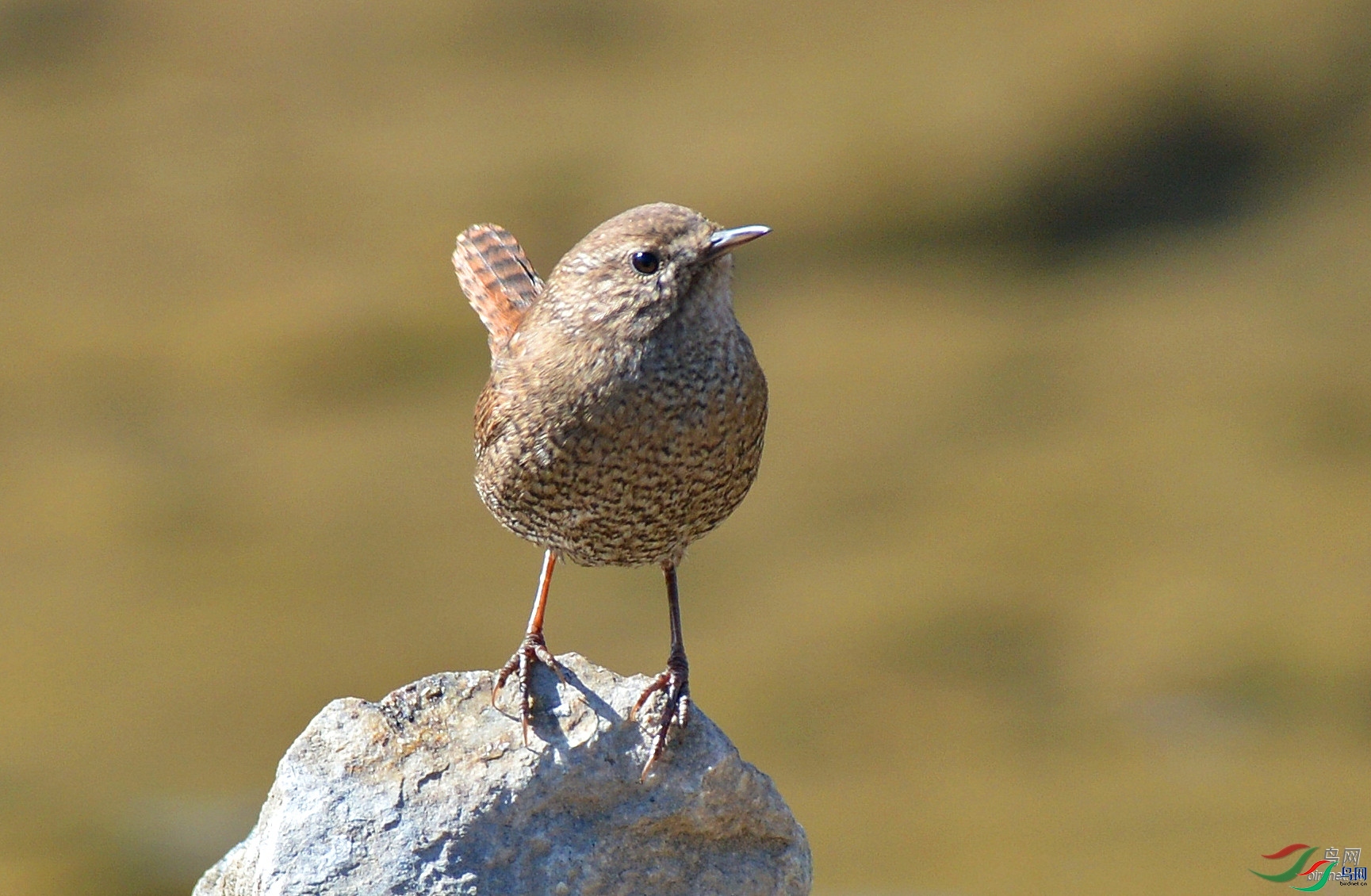 ������  ��ʦ����.jpg