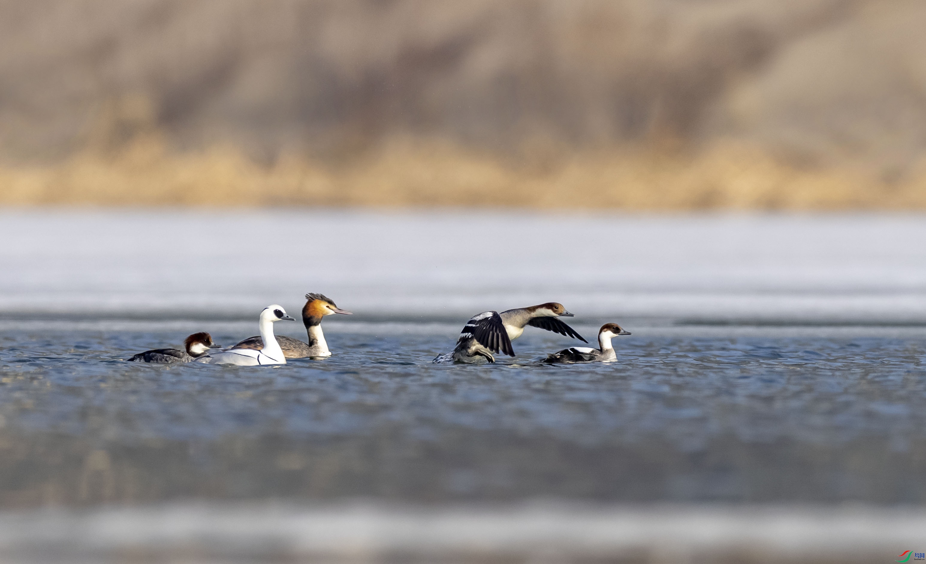 ����Ϊ��