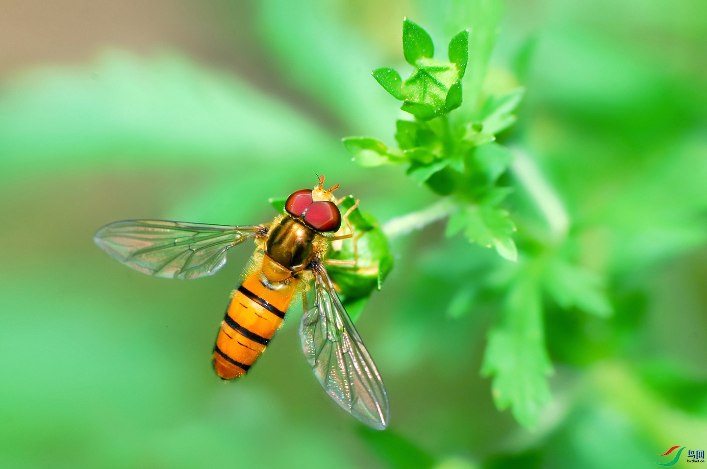 DSC_0088 ����.jpg