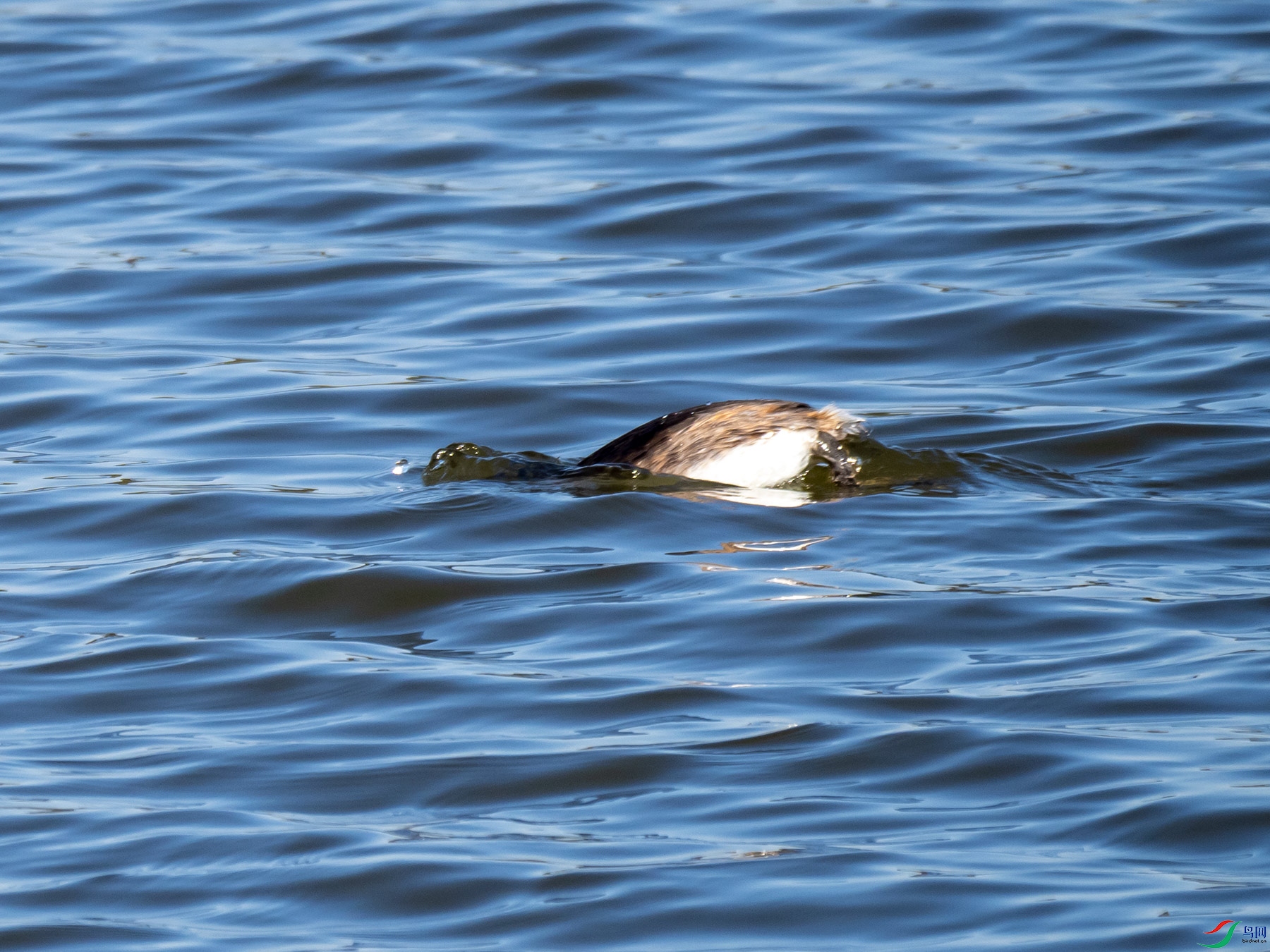 ��ͷ���fզ����