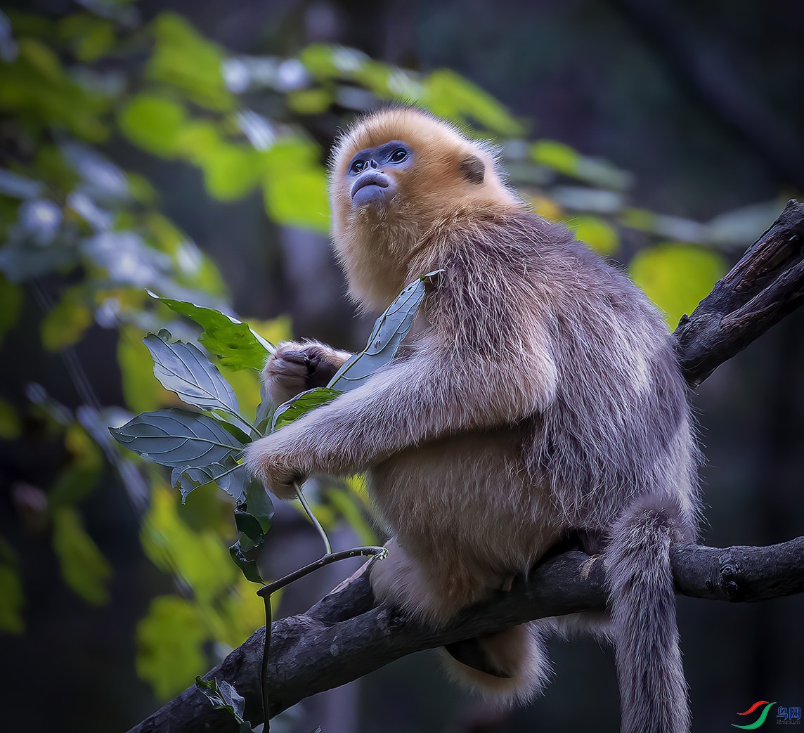 _58I3687 ����-����˿�С���أ�.jpg