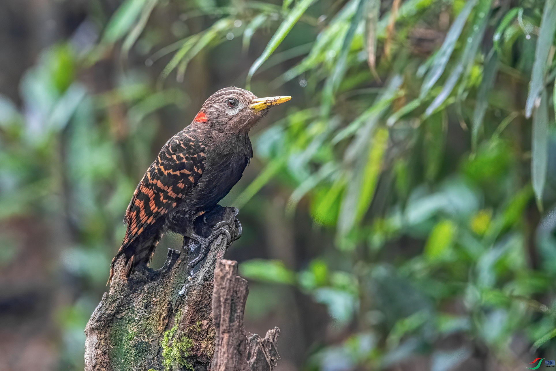 DSC_2632-1.jpg