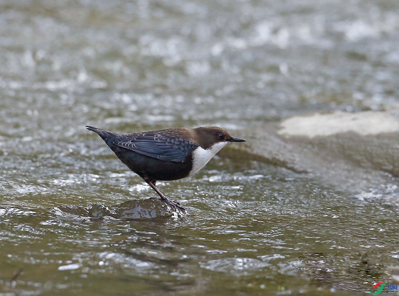 ������  ��ʦ�������Ĵ�ʡ���β��������ݿ�����.jpg