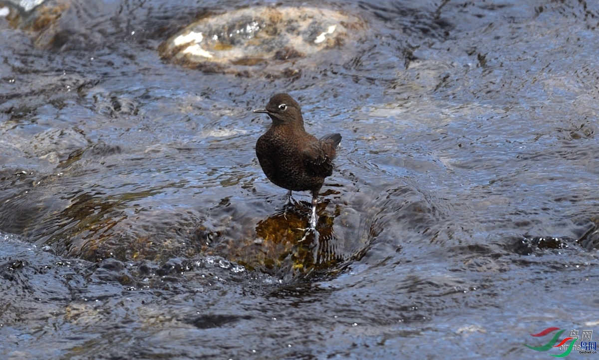 ��Ӱ���2012  ��ʦ����������ʡ�����з�ƺ��.jpg