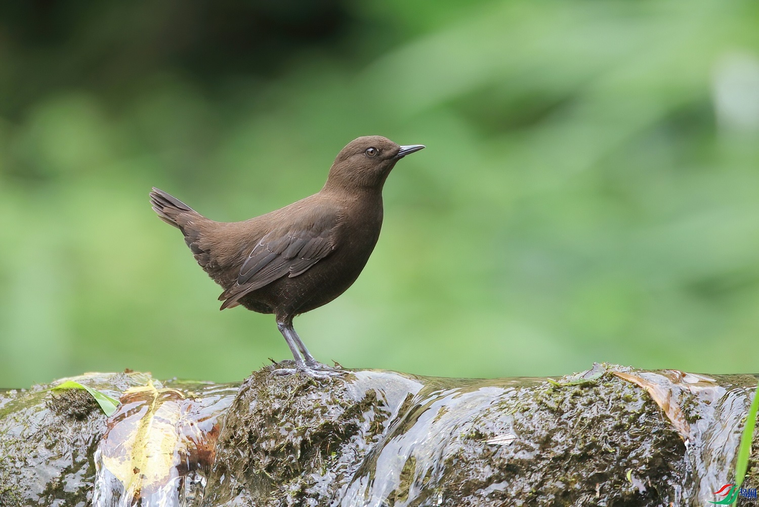 �����ҷ�  ��ʦ�������Ĵ�ʡ������������0.jpg