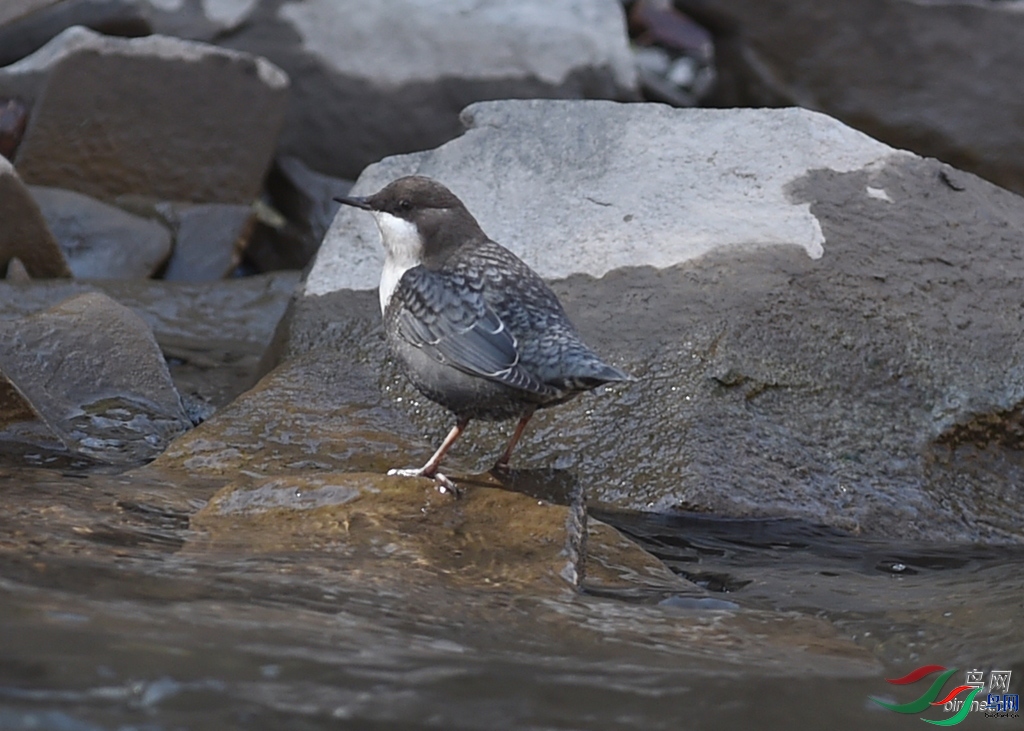 ����֮��  ��ʦ�����ڸ���ʡ���ϲ���������µ����.jpg