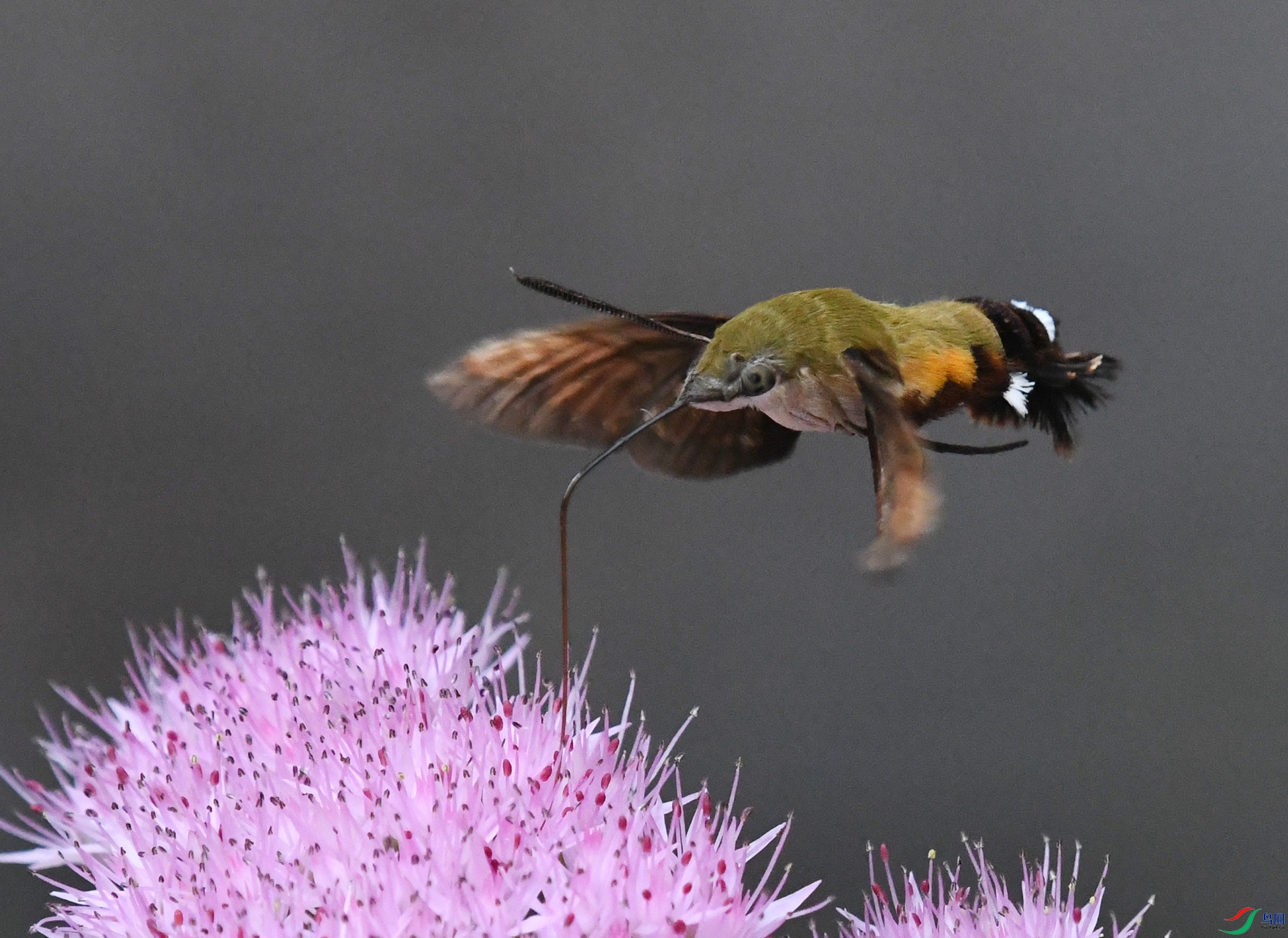 ������Ӱ 2370����.jpg