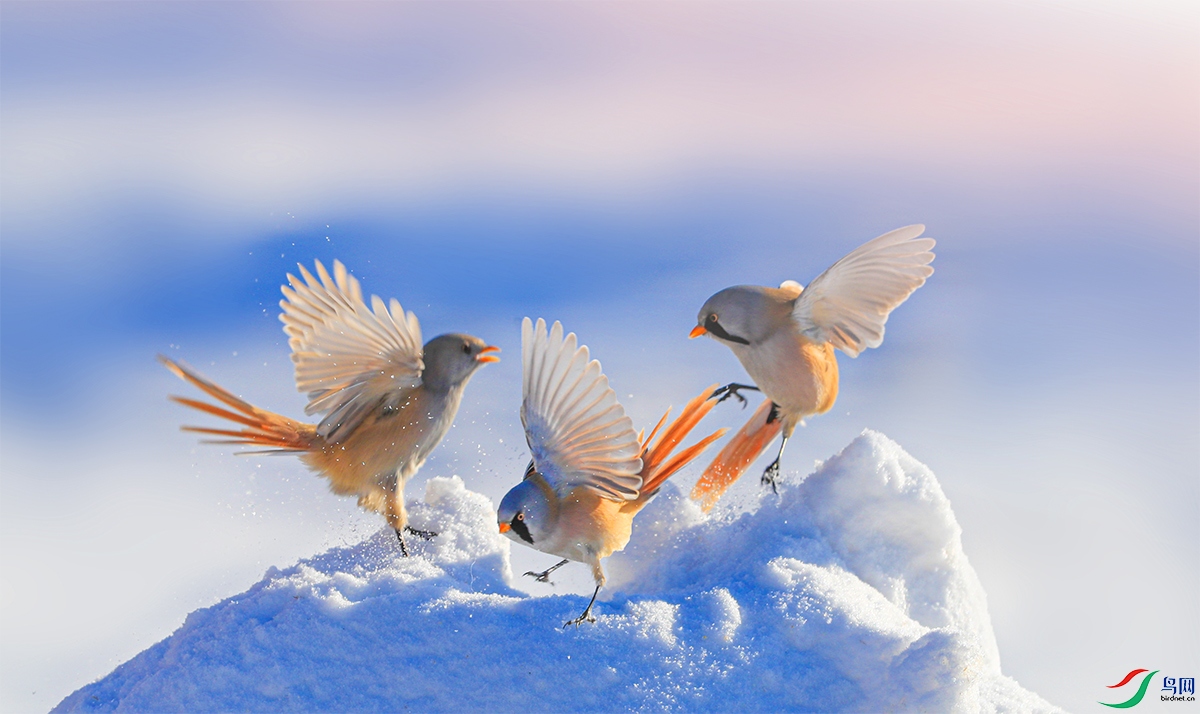 wenxuque ѩ��.jpg