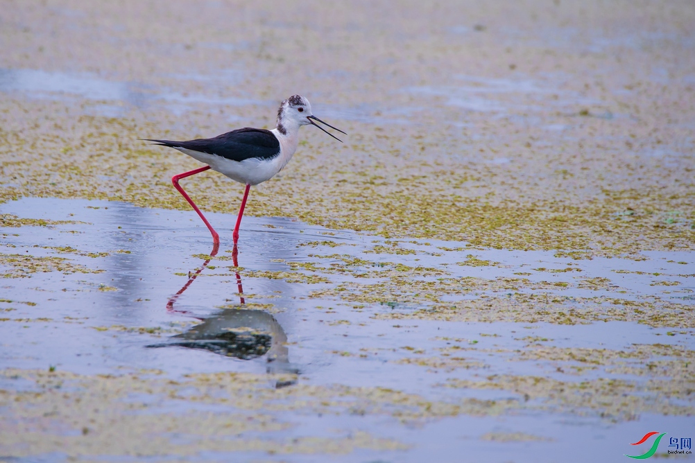 DSC_7752a.jpg