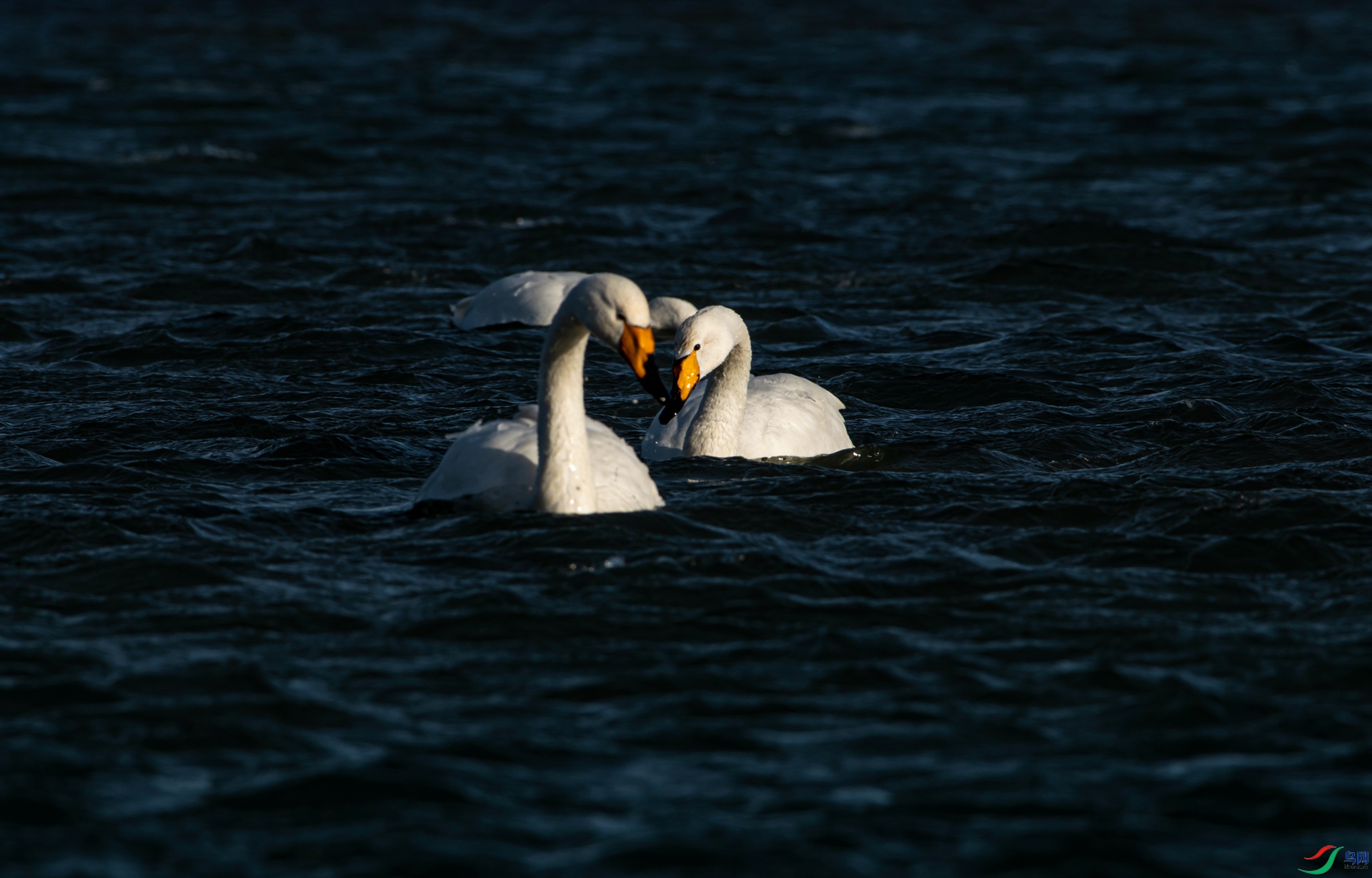 DSC_8076_����.jpg