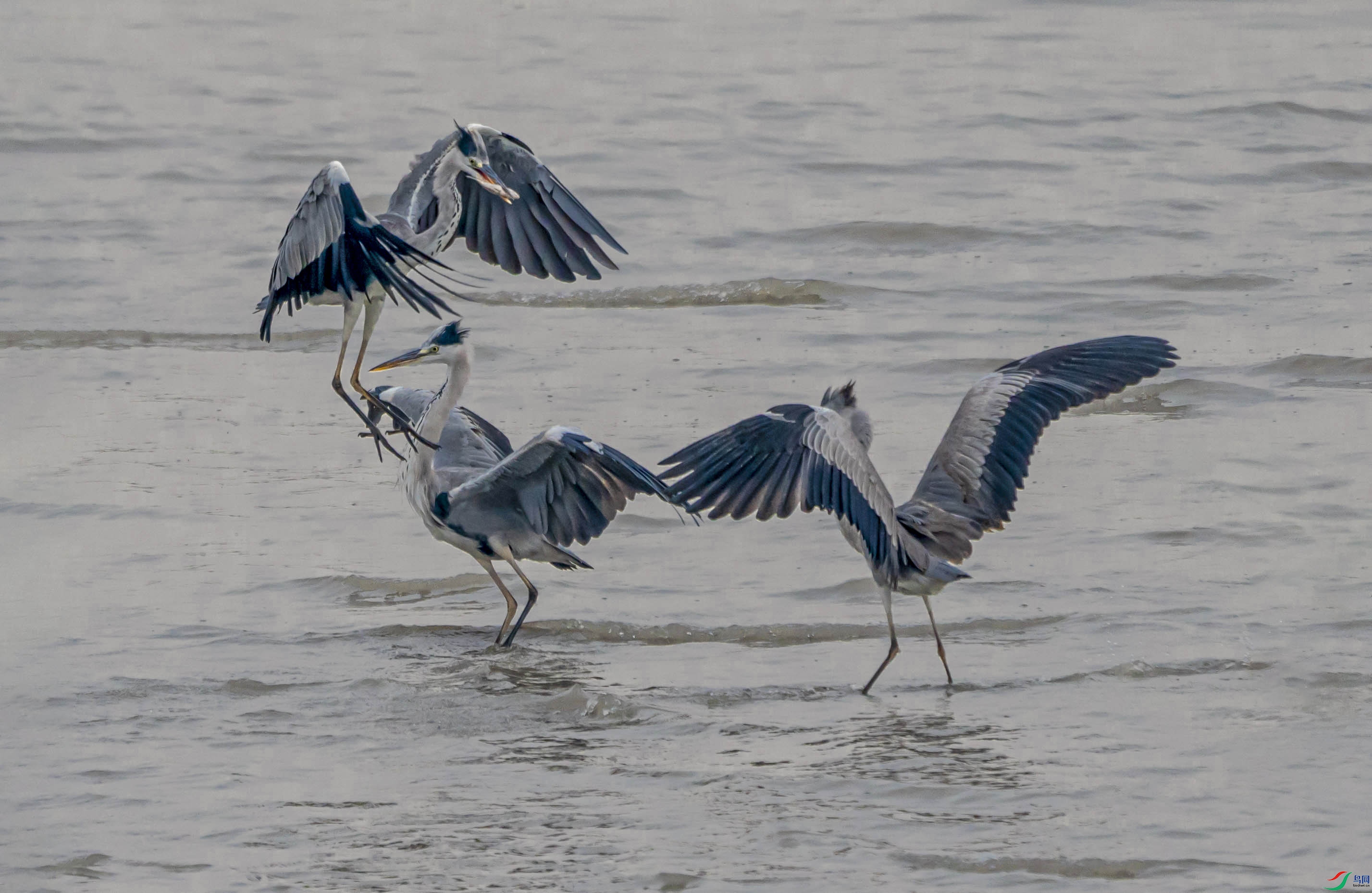 _DSC9354-.jpg