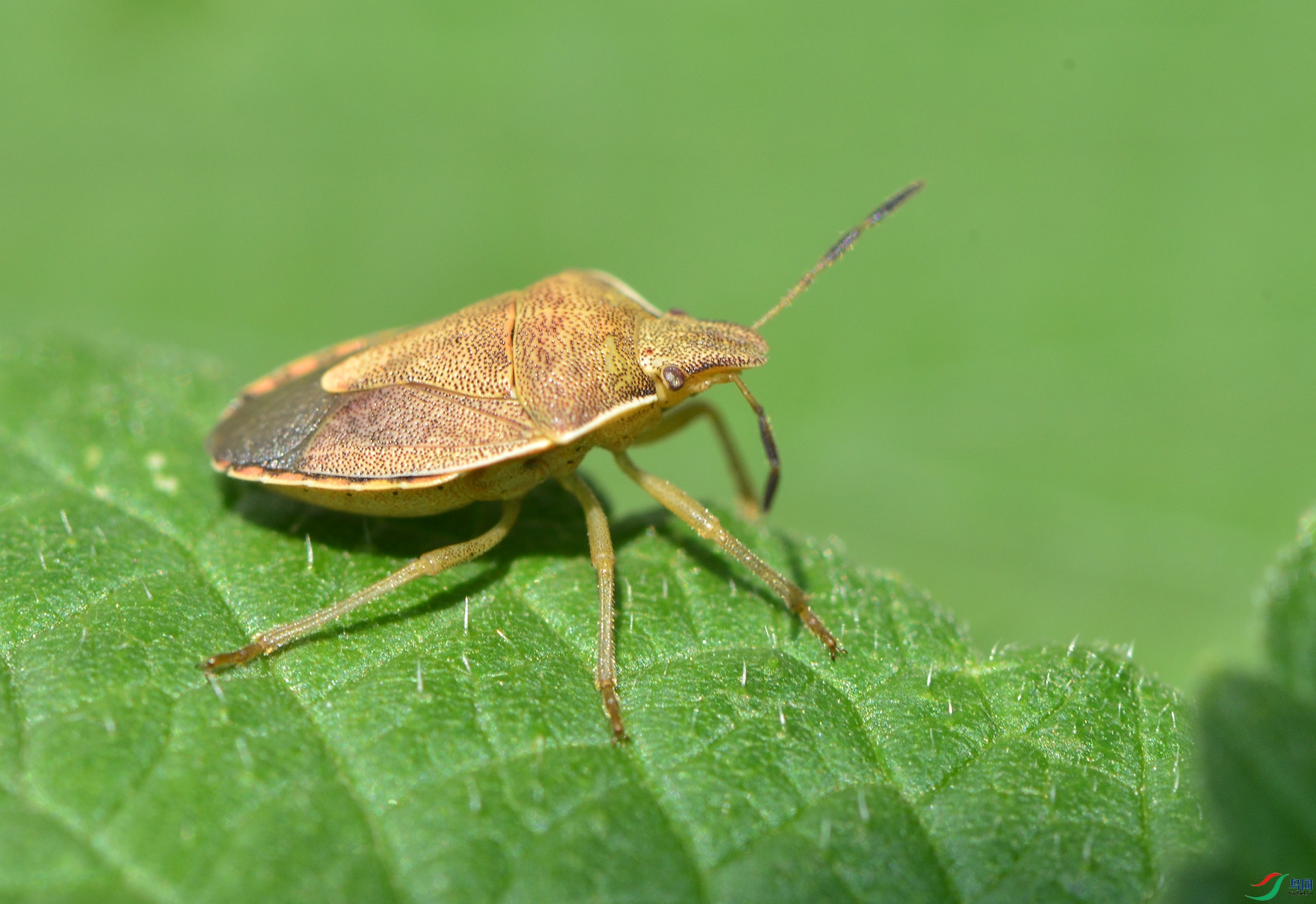 ������Ӱ 2488����.jpg