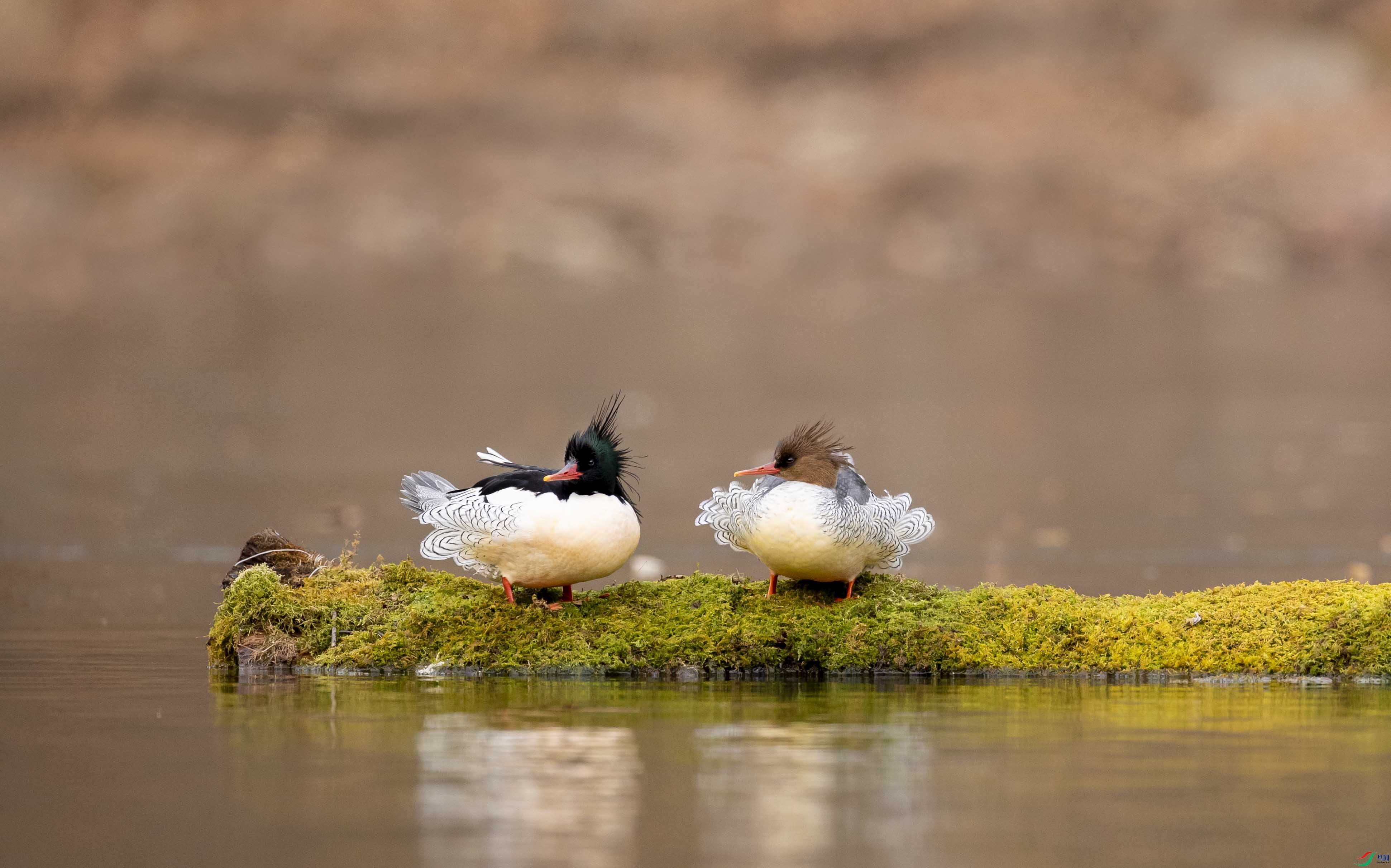 �ɽ�����