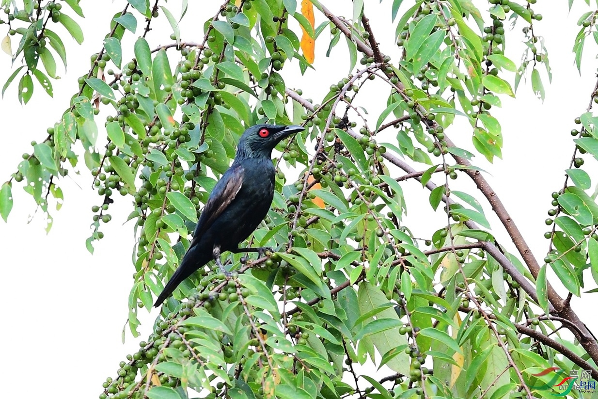 ��ľ����  ��ʦ��������������.jpg