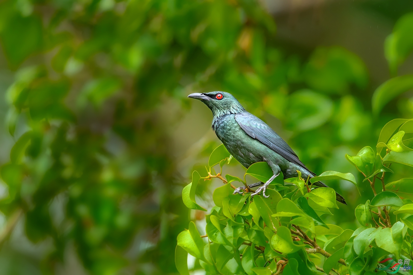 ���ɽ��  ��ʦ��������������.jpg