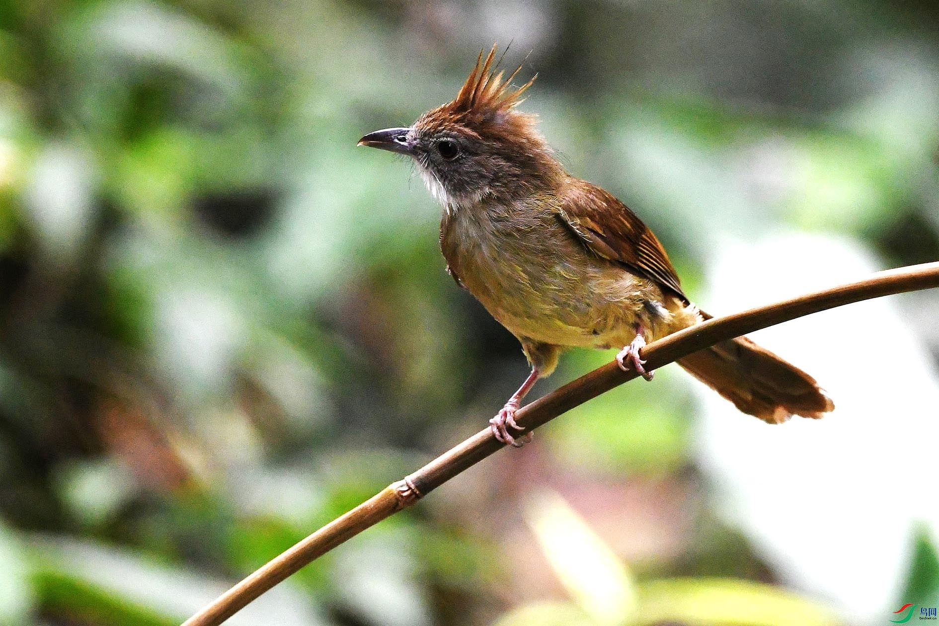 NIKON D5001212_����.jpg