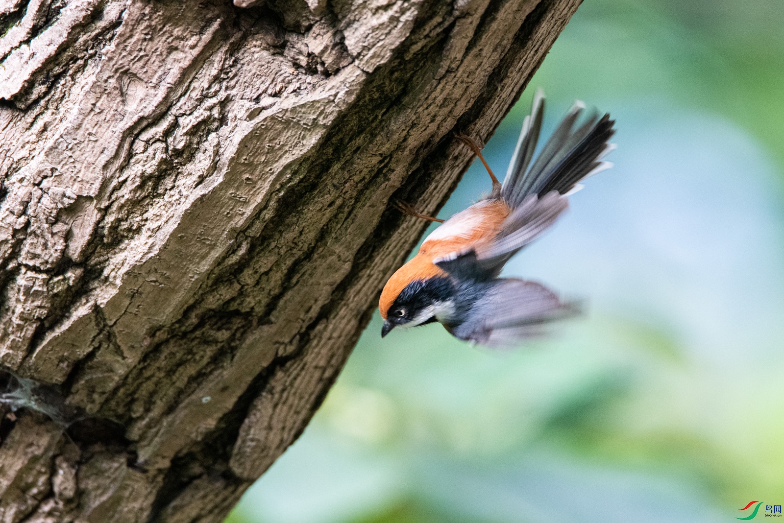 DSC_8102-2.jpg