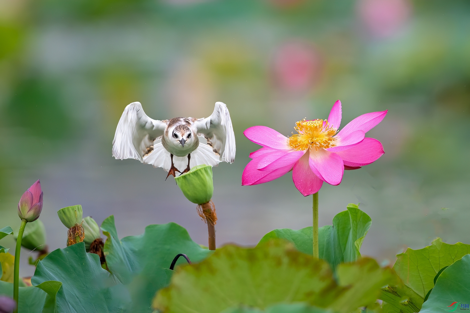 ��ƬDSC_7161.jpg