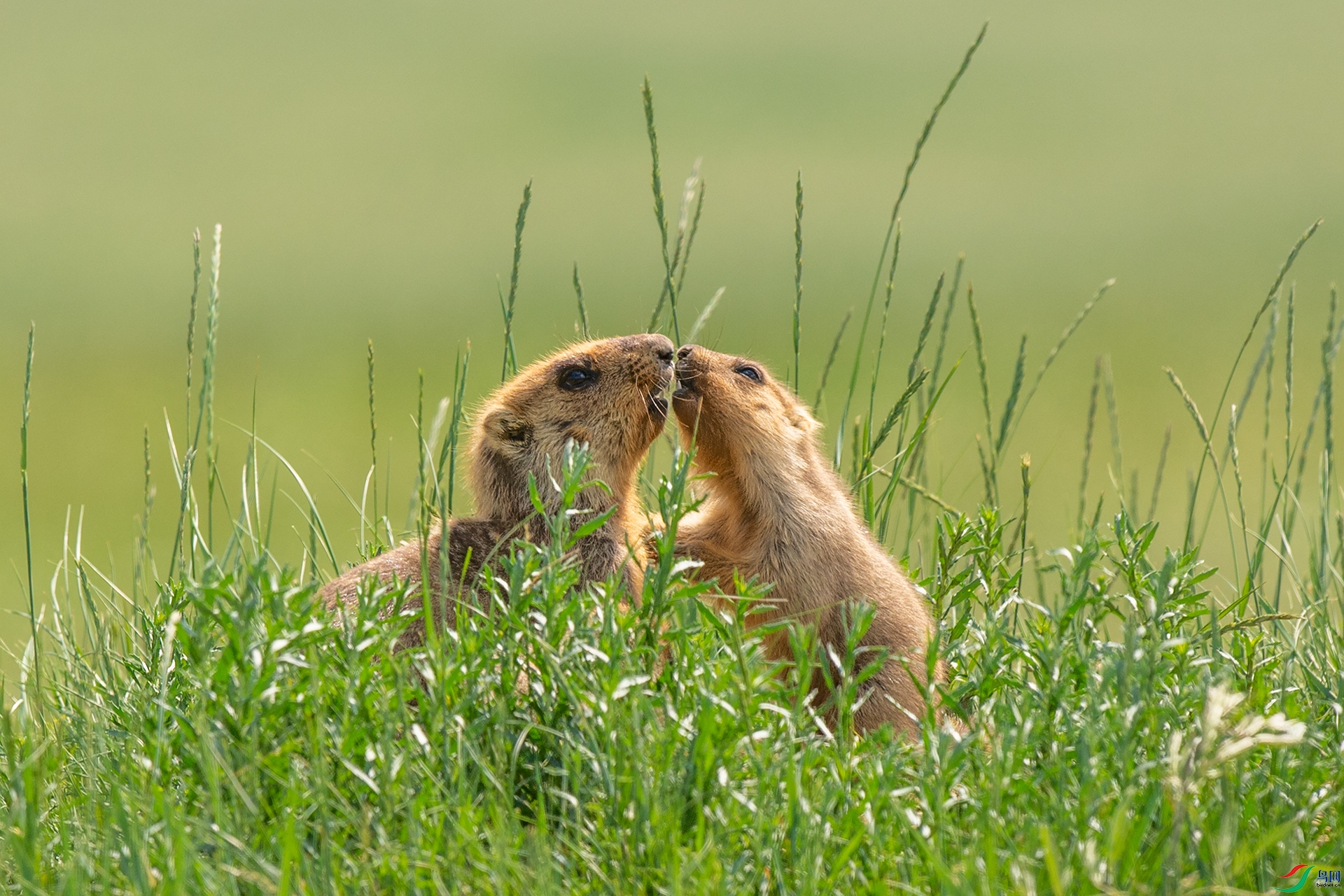 ��Ƭԭ��������