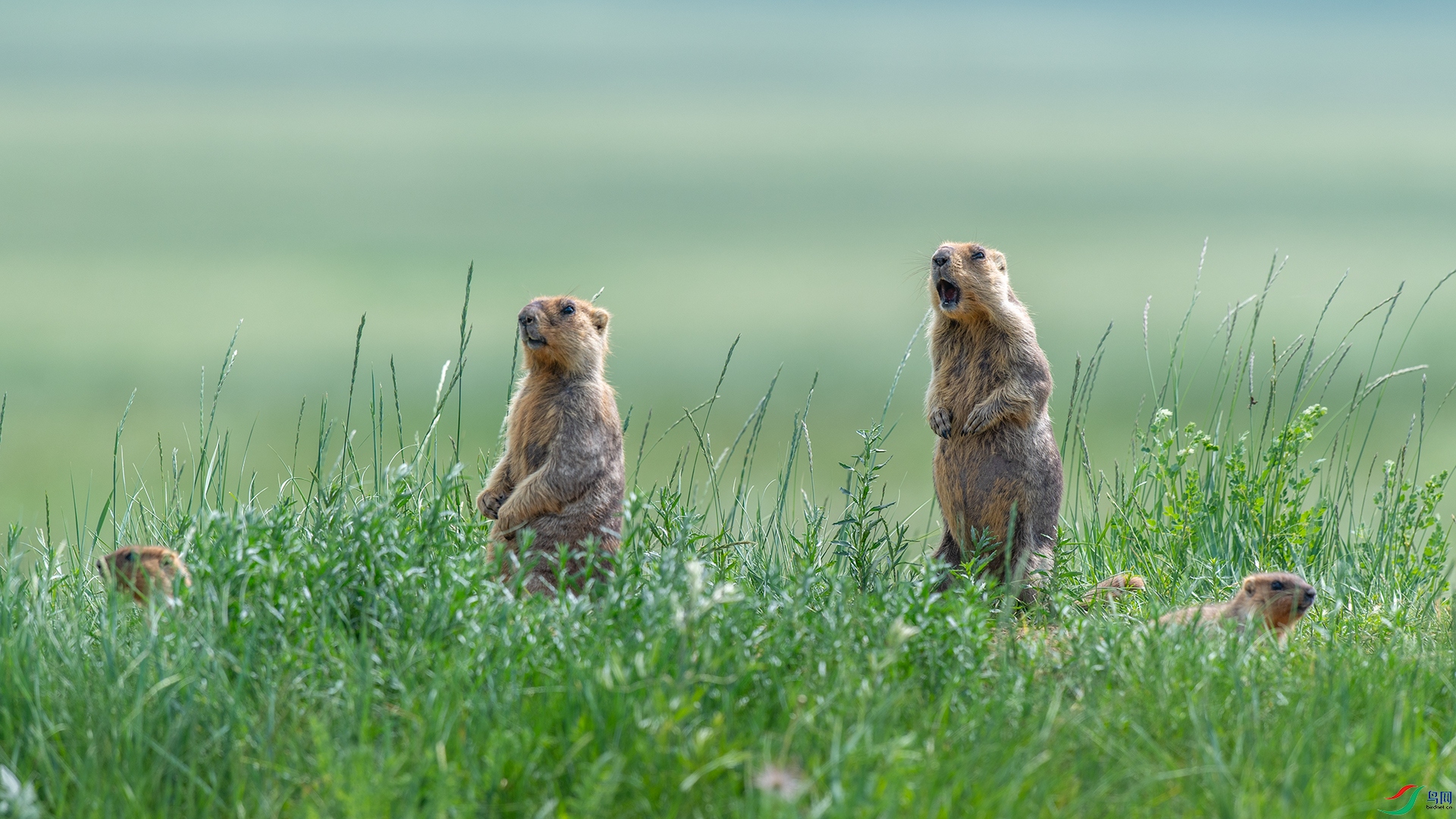 ������ڱ���