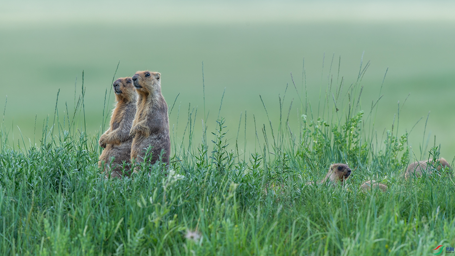 _DSC2508С.jpg