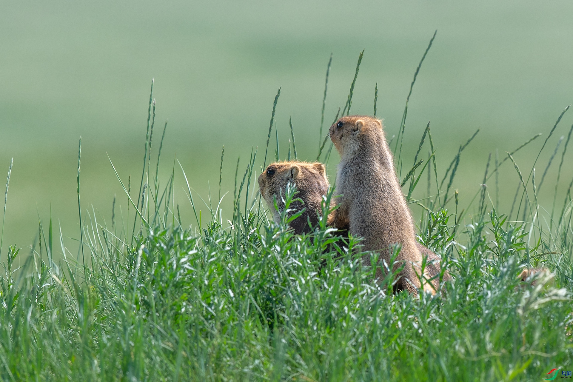 վ�����豳�ϸ��ְַ���