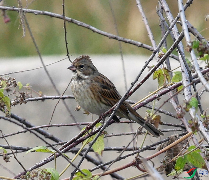 P7480501 - ����.JPG